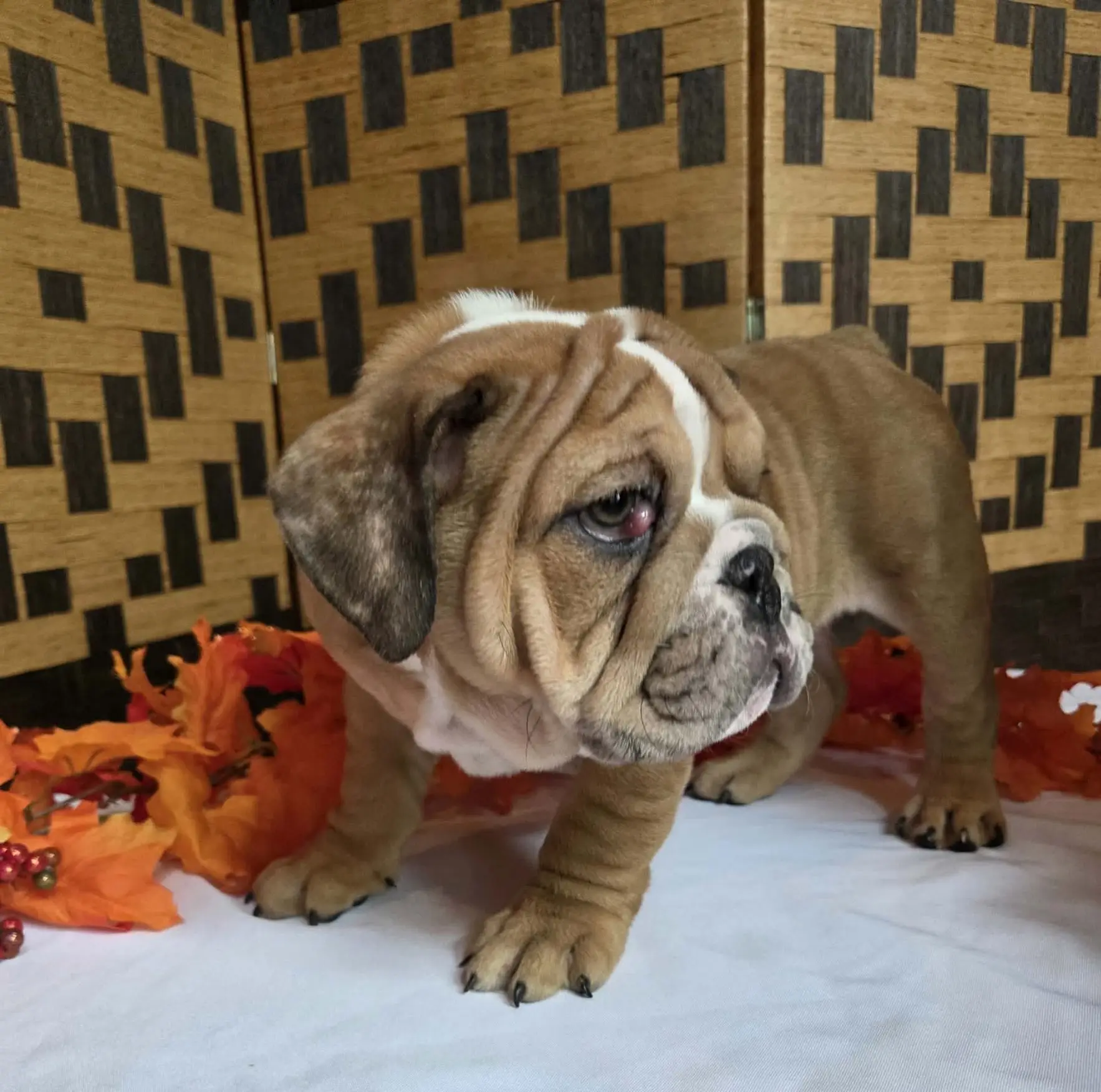 English Bulldog puppy for sale: Brown and white English Bulldog puppy standing on a white surface