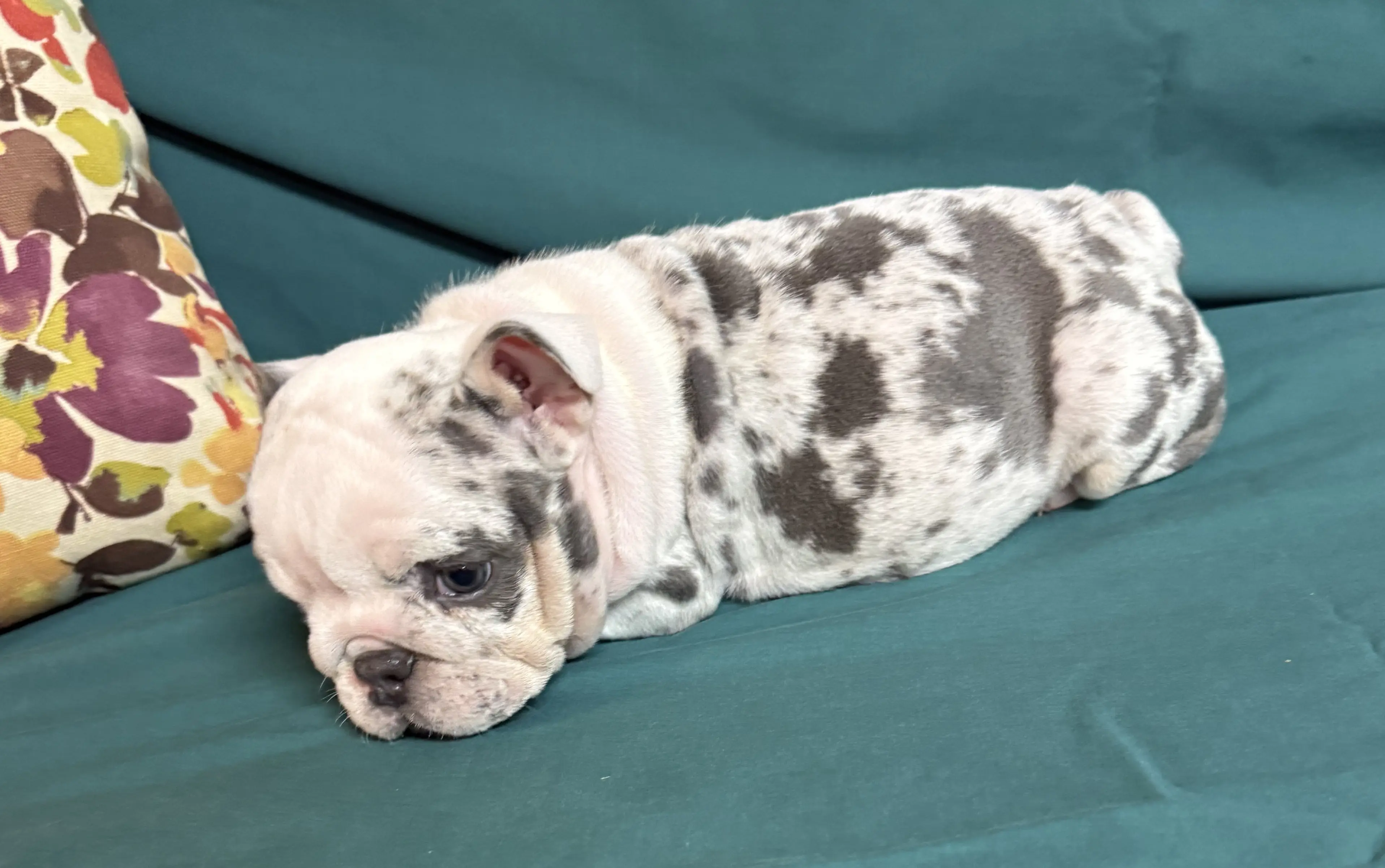 English Bulldog puppy for sale: Blue and white English Bulldog lying on a teal couch