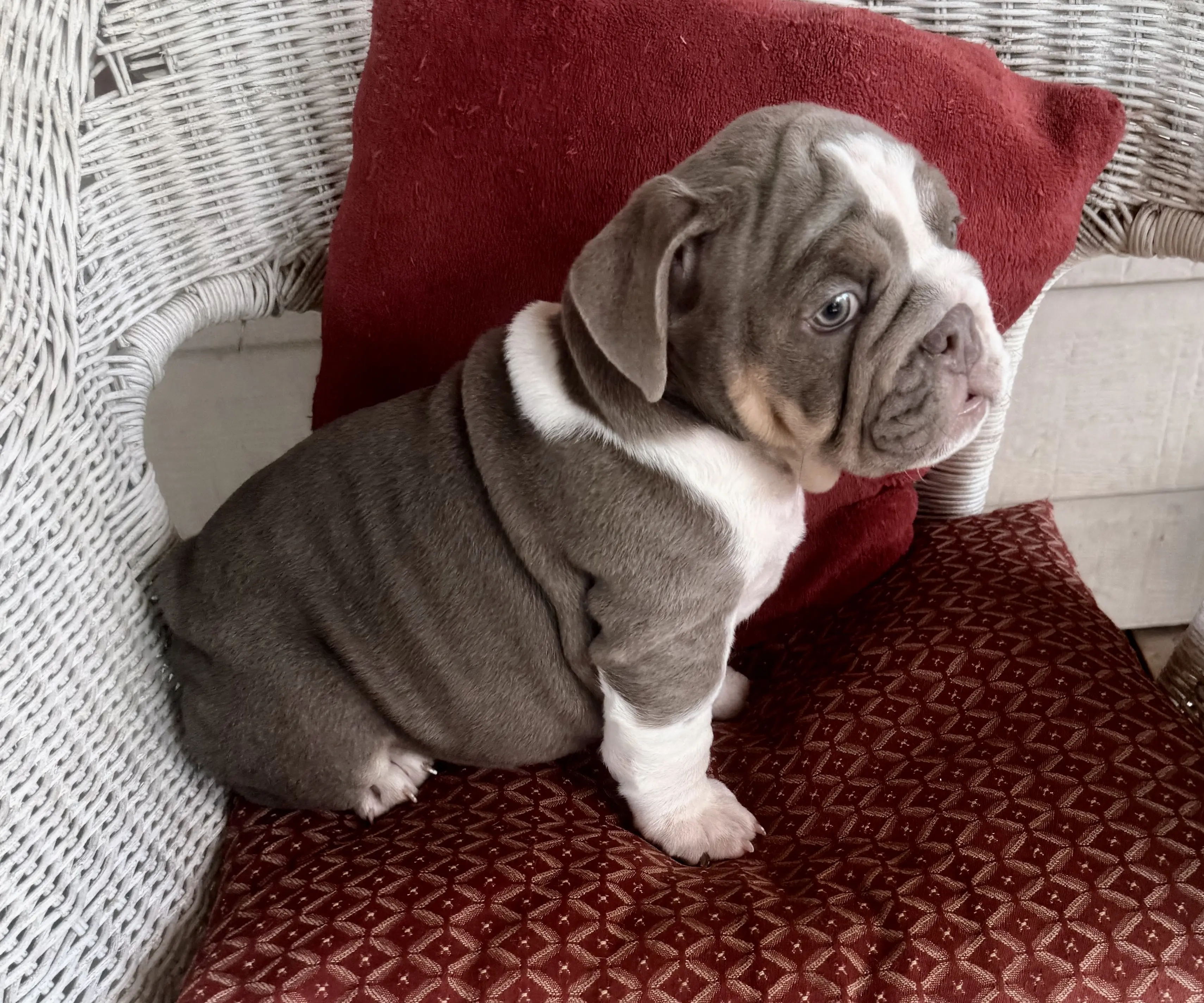 English Bulldog puppy for sale: Blue and white English Bulldog puppy sitting on a red cushion