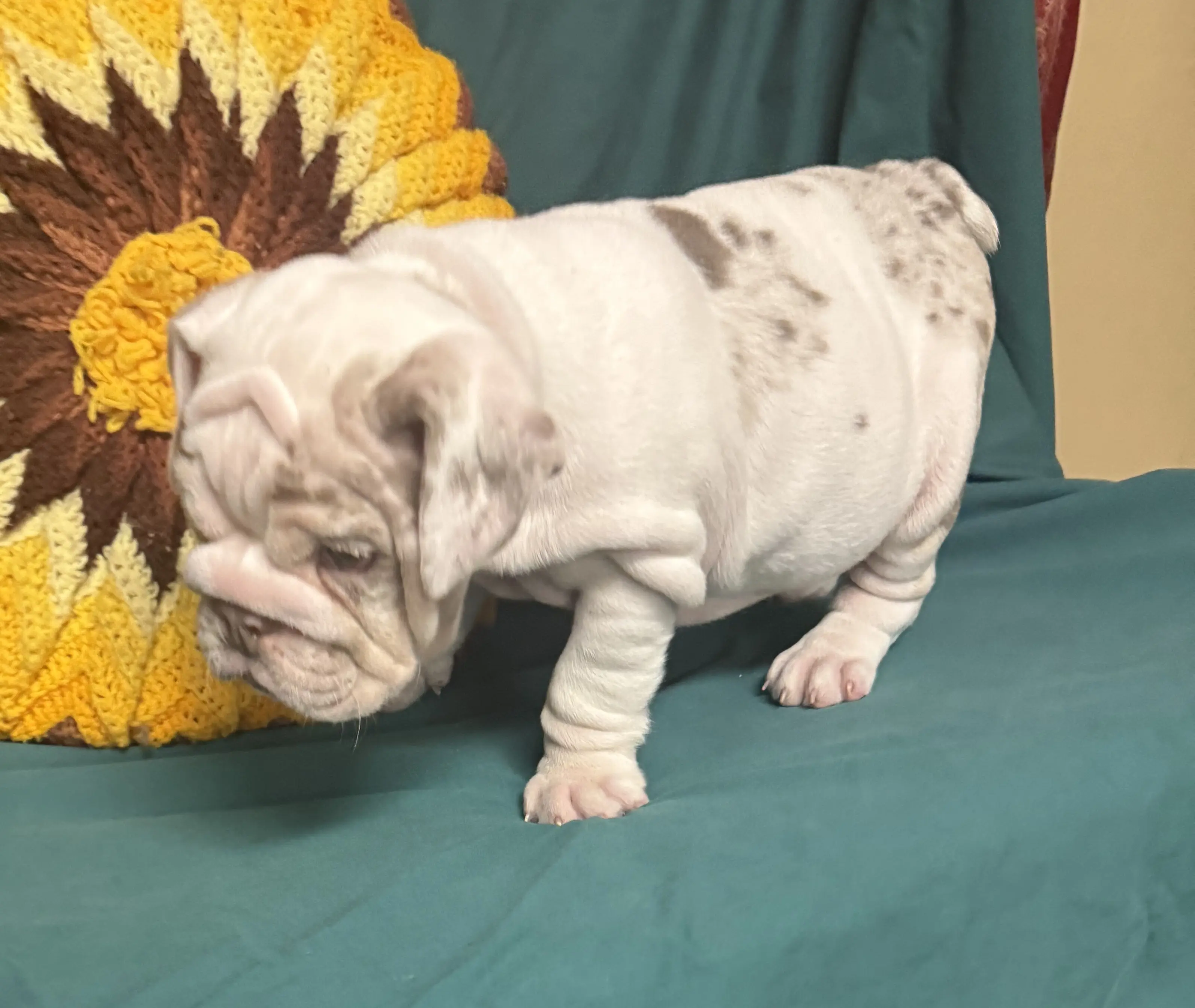 English Bulldog puppy for sale: White English Bulldog with brindle spots, standing on a green surface