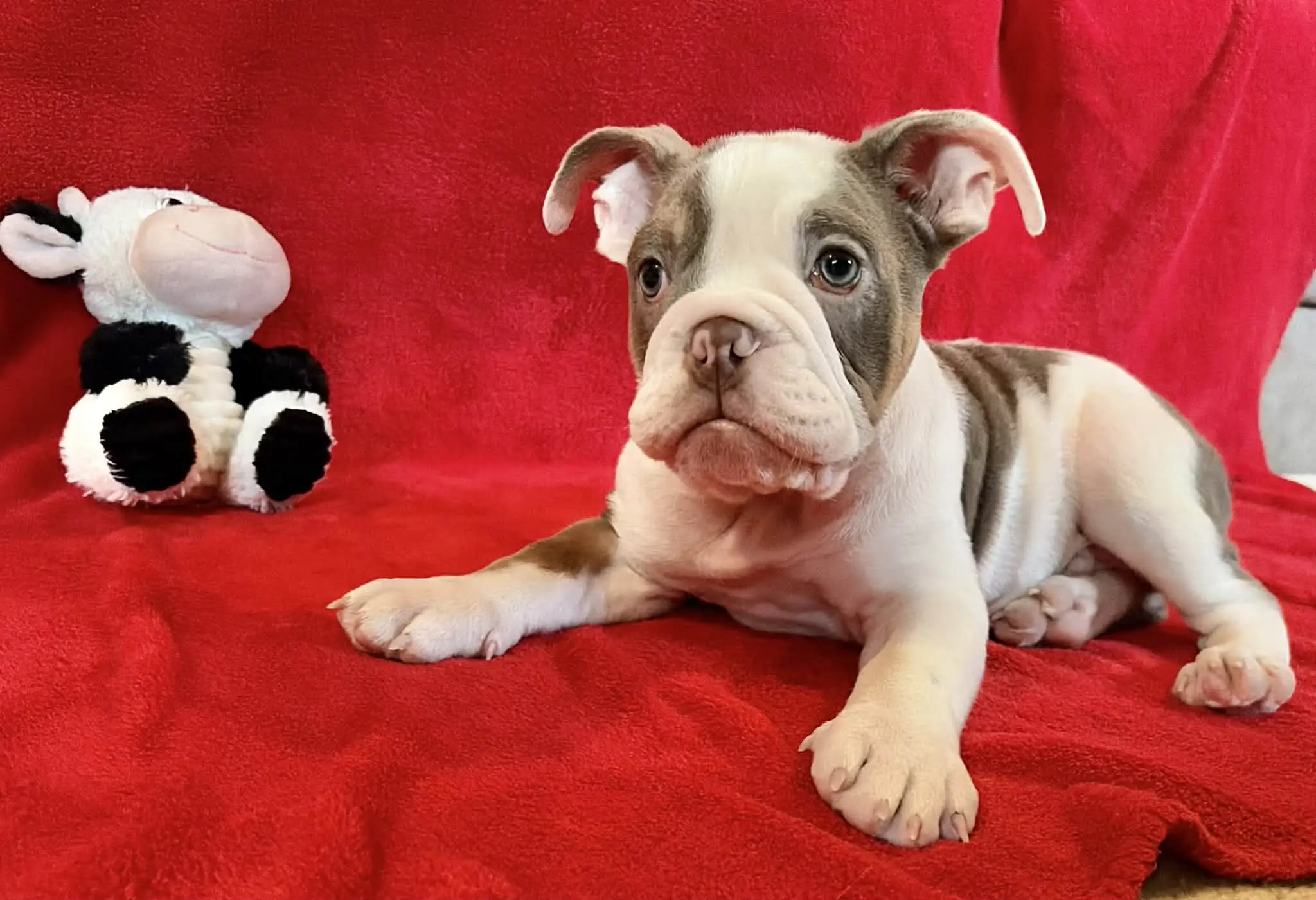 English Bulldog puppy for sale: Brindle and white English Bulldog puppy lying on a red blanket