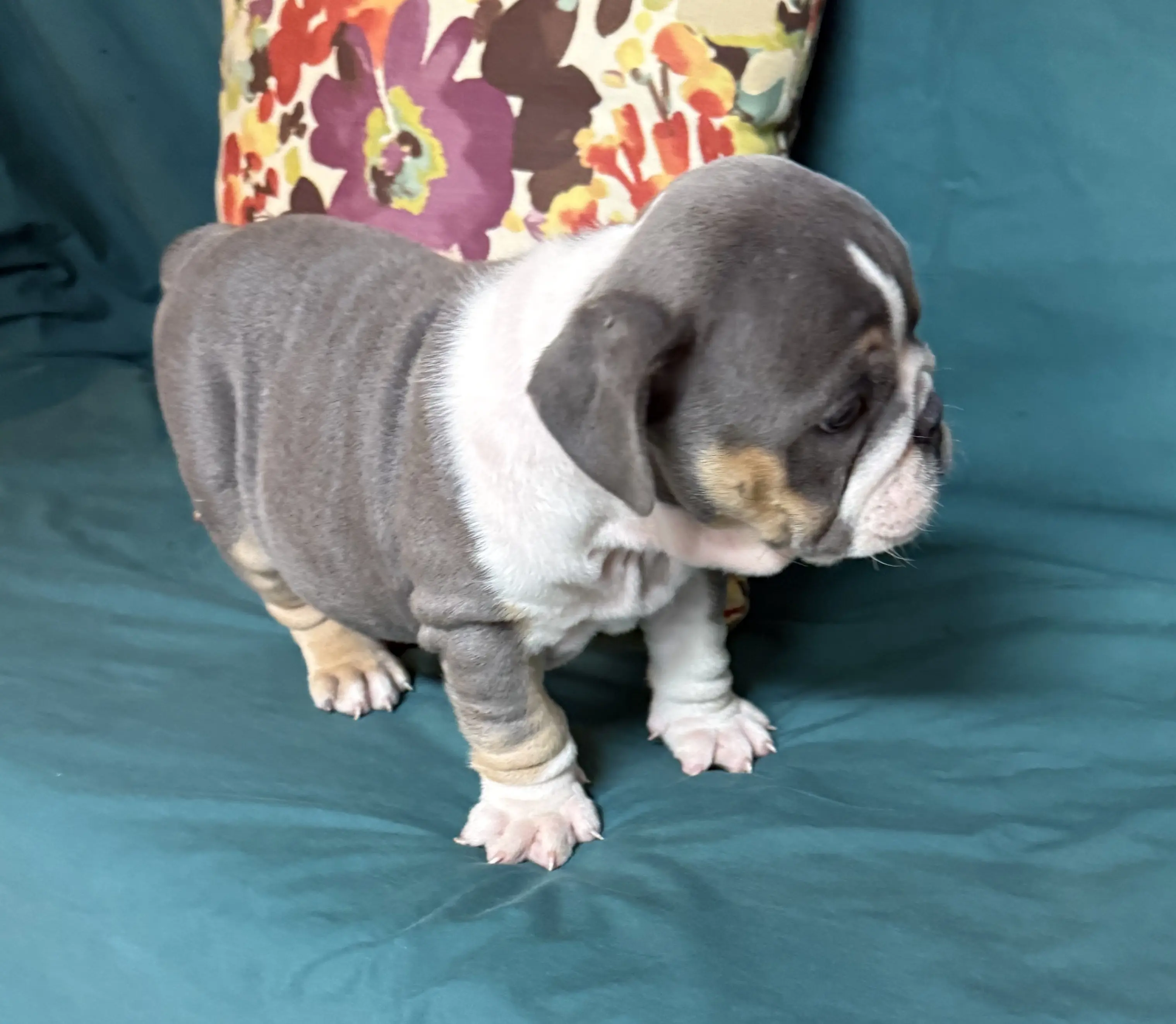 English Bulldog puppy for sale: Gray and white English Bulldog puppy standing on a teal surface
