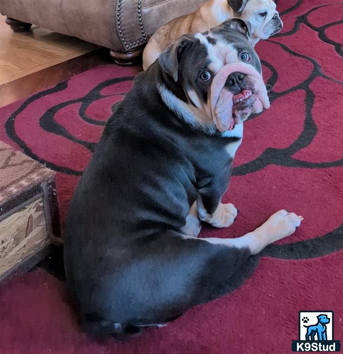 a english bulldog dog lying on a rug
