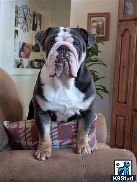 English Bulldog