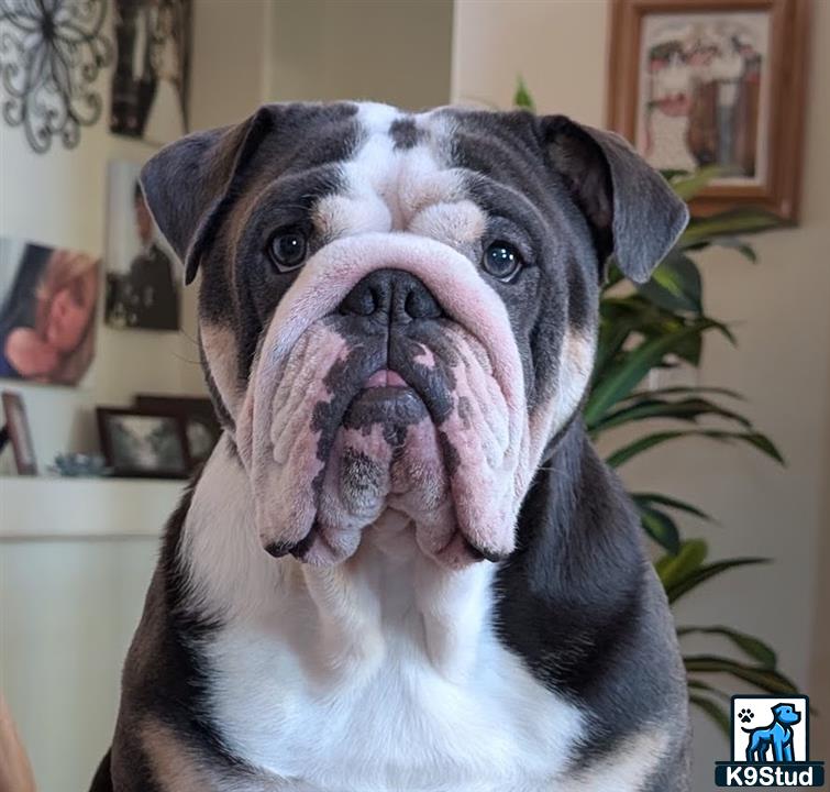 a english bulldog dog with its mouth open