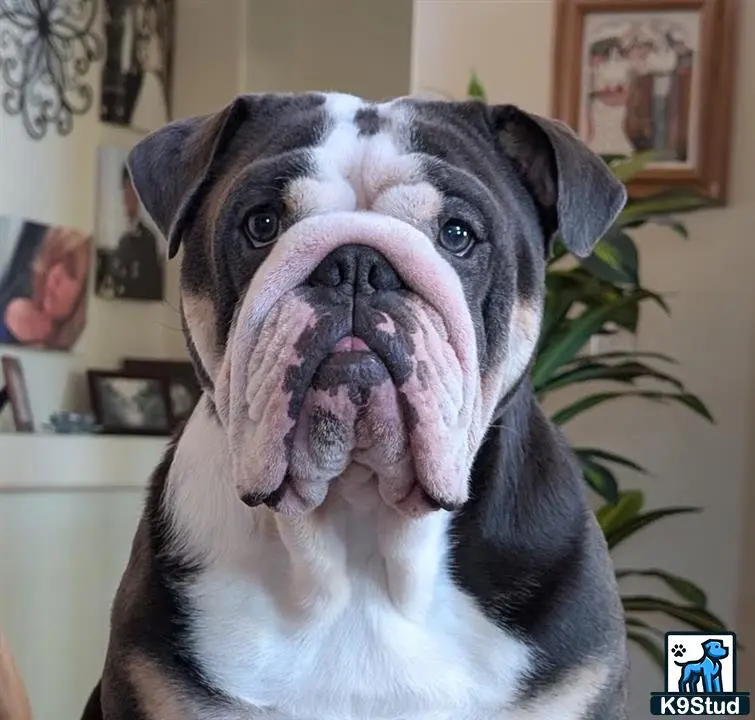 English Bulldog