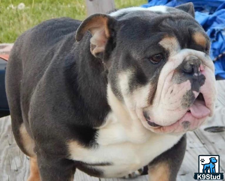 a english bulldog dog with its tongue out