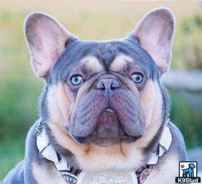 a english bulldog dog with blue eyes