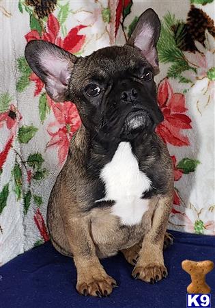 French Bulldog Puppy For Sale Triton 13 Months Old