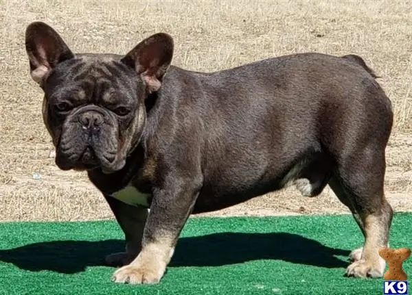 French Bulldog stud dog