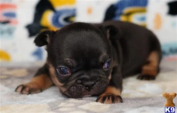French Bulldog puppy for sale