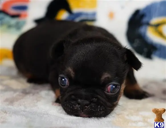 French Bulldog puppy for sale