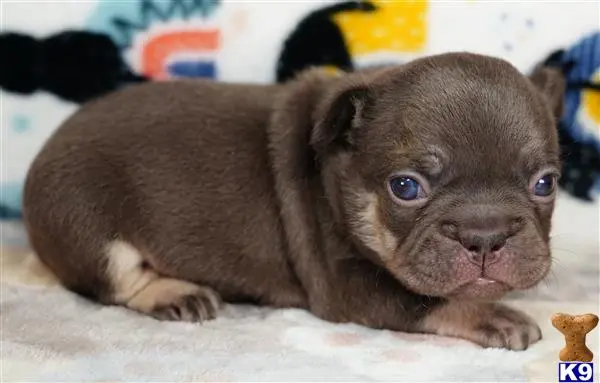 French Bulldog puppy for sale
