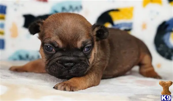 French Bulldog puppy for sale