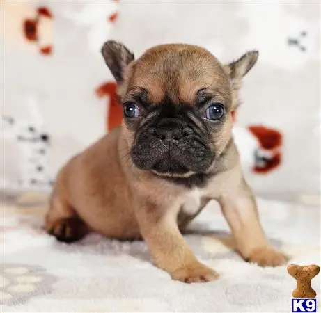 French Bulldog puppy for sale
