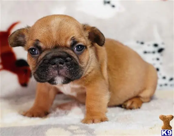 French Bulldog puppy for sale