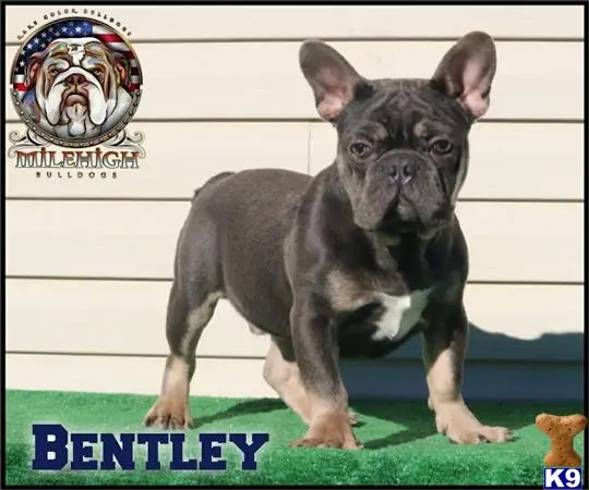 French Bulldog stud dog