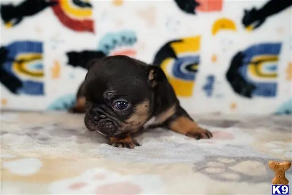 French Bulldog puppy for sale