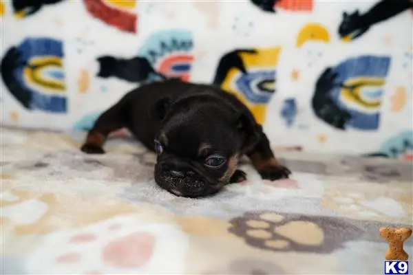 French Bulldog puppy for sale