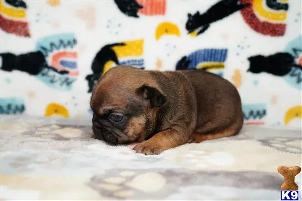 French Bulldog puppy for sale