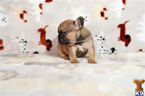 French Bulldog puppy for sale