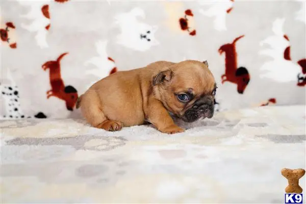 French Bulldog puppy for sale
