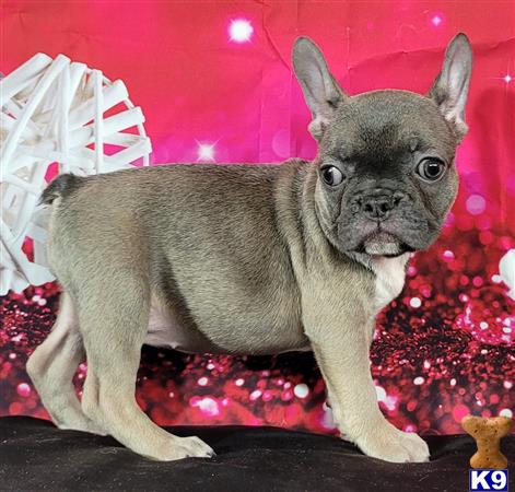 French Bulldog Puppy for Sale: Tabitha 3 Years old