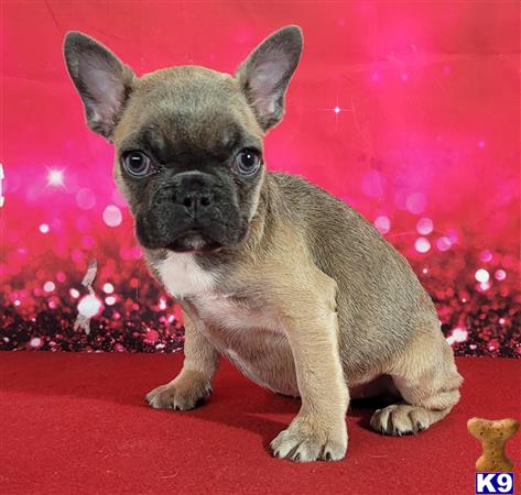 French Bulldog Puppy for Sale: Nala 2 Years old