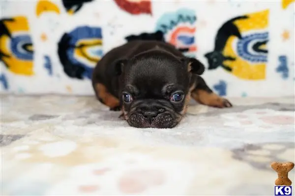 French Bulldog puppy for sale