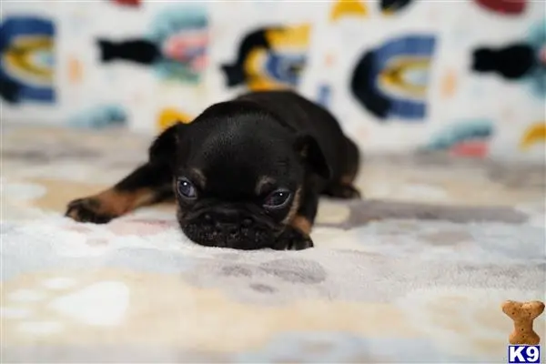 French Bulldog puppy for sale