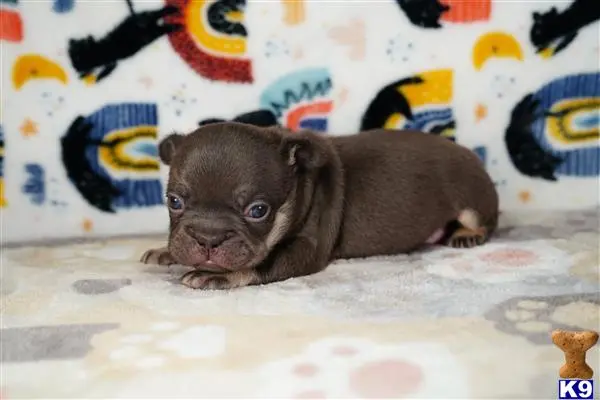 French Bulldog puppy for sale