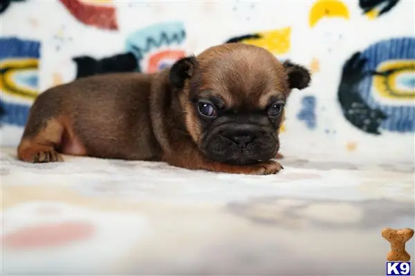 French Bulldog puppy for sale