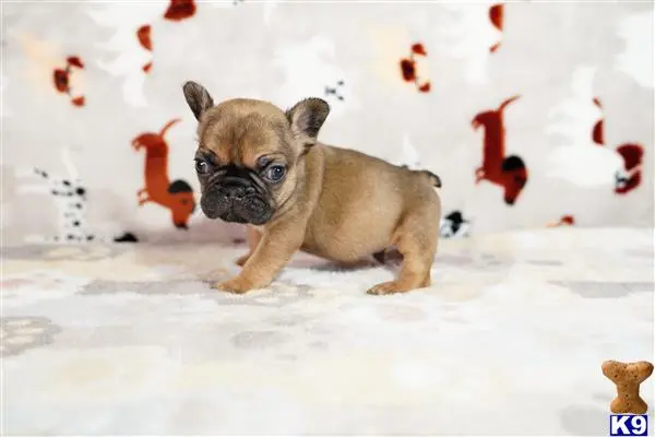 French Bulldog puppy for sale