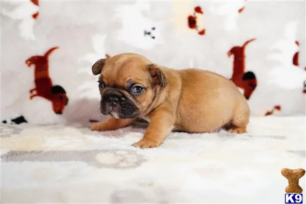 French Bulldog puppy for sale
