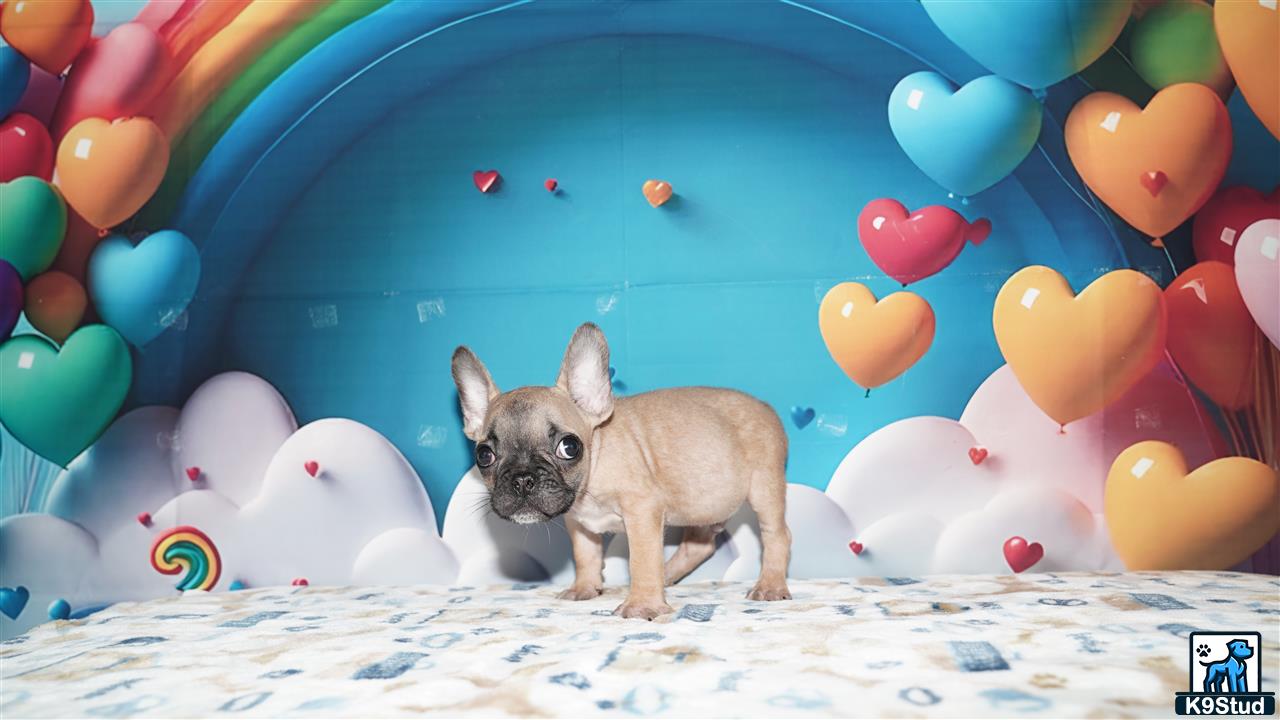 a cat with a balloon around its neck