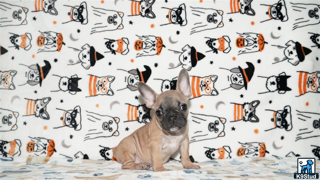 a french bulldog dog sitting in front of a wall covered in cartoon characters