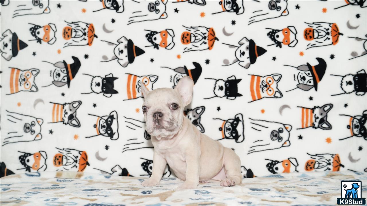 a french bulldog dog sitting on a bed with a wall of notes
