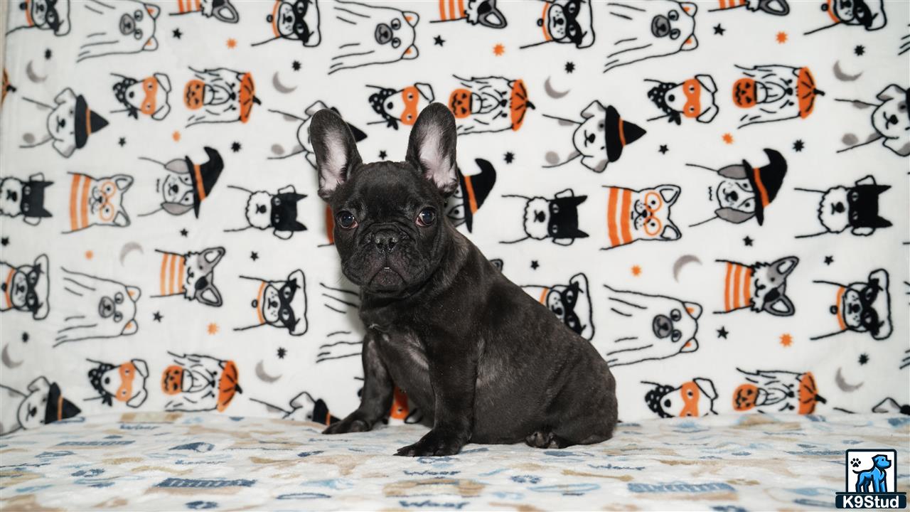 a french bulldog dog sitting on a bed