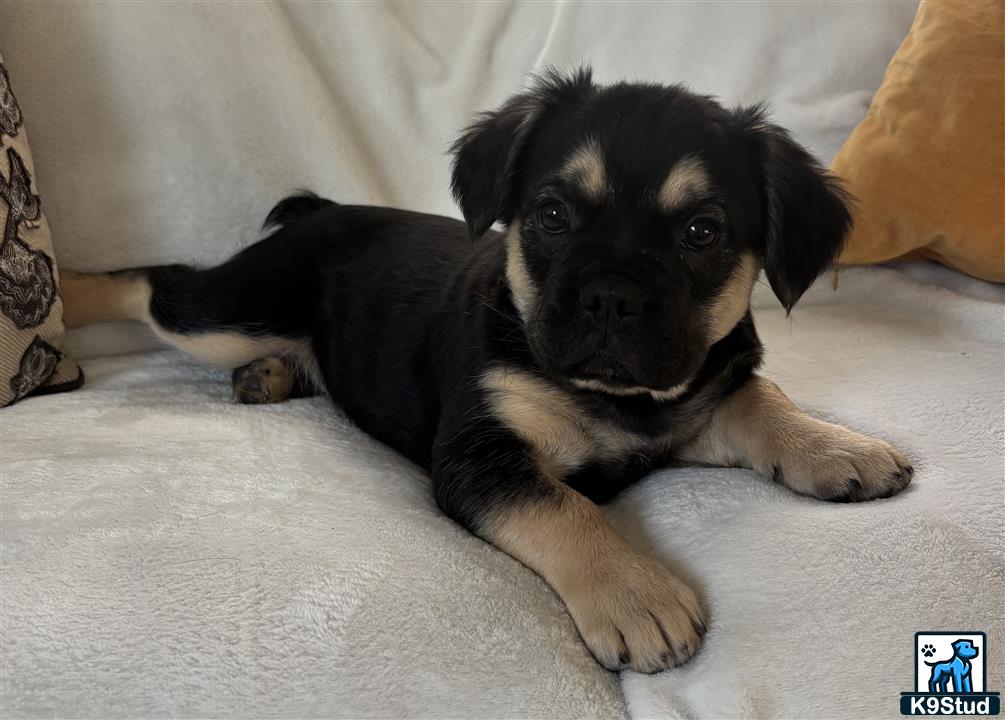 a small black french bulldog dog