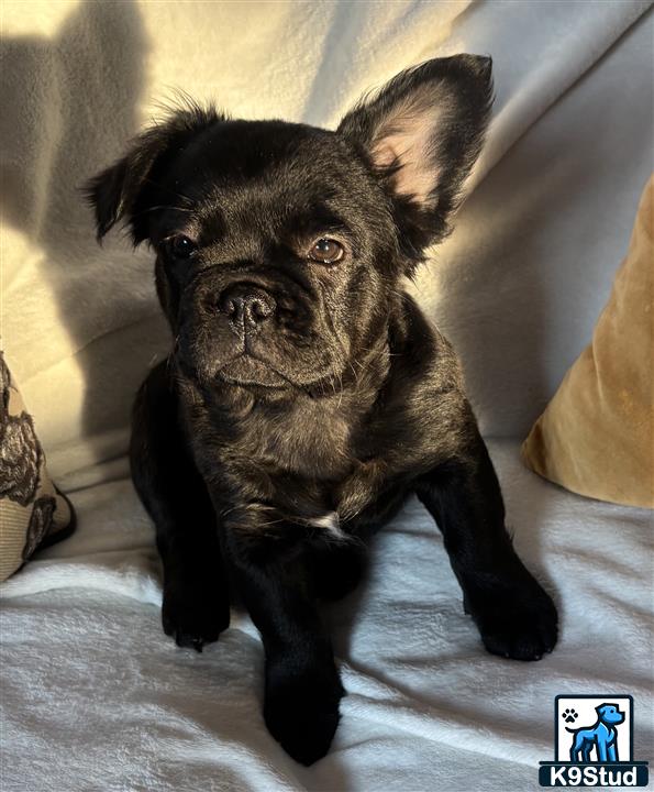 a black french bulldog dog sitting on a couch