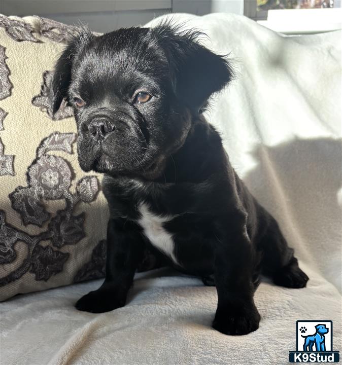 a black french bulldog dog sitting on a couch