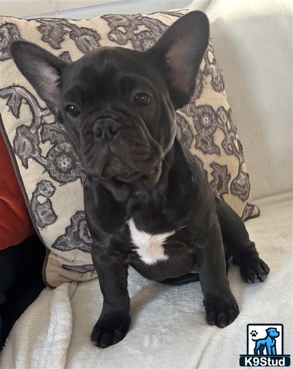 a french bulldog dog sitting on a couch