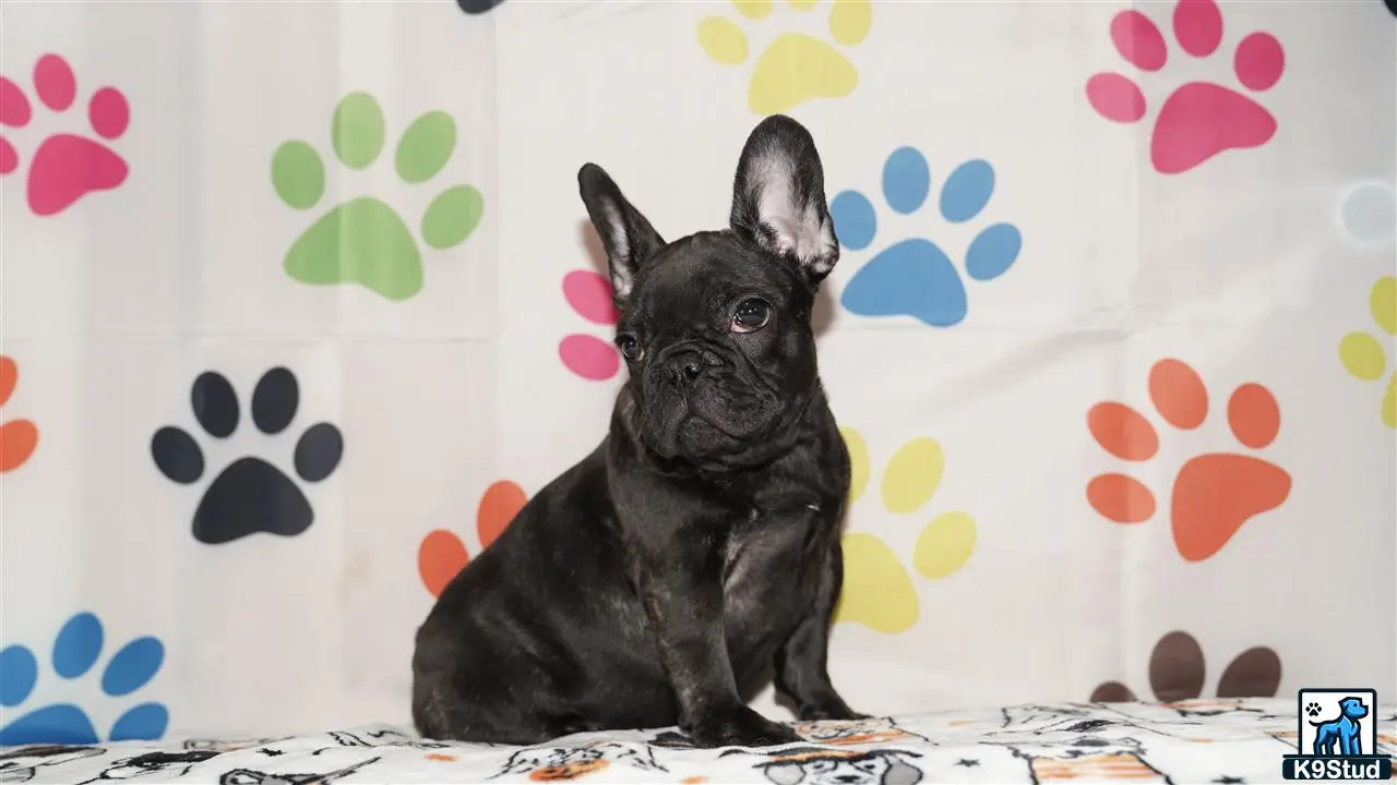 French Bulldog