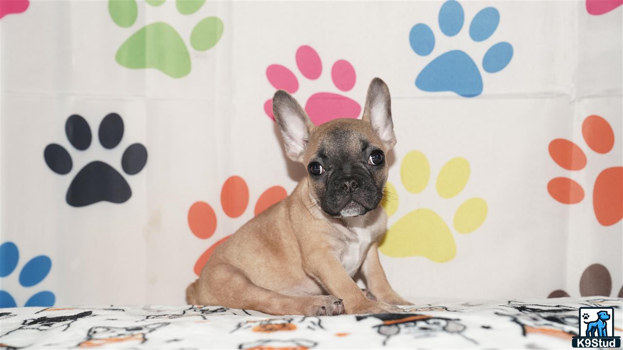 a small french bulldog dog sitting on a bed