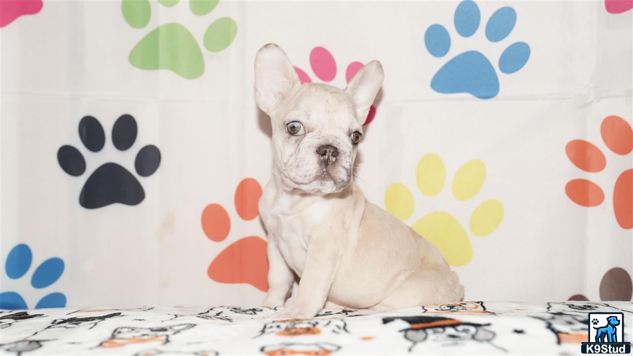 a french bulldog dog sitting on a bed