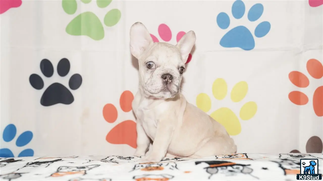 French Bulldog