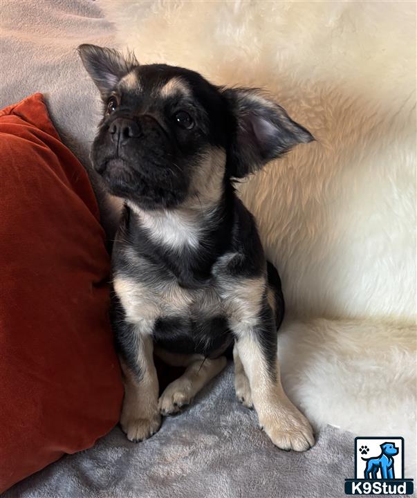 a small black and white french bulldog dog