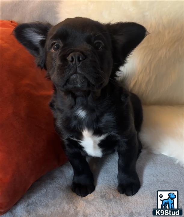 a black and white french bulldog dog
