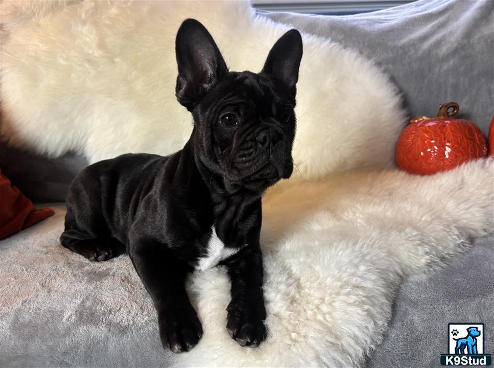 a black french bulldog puppy on a white blanket
