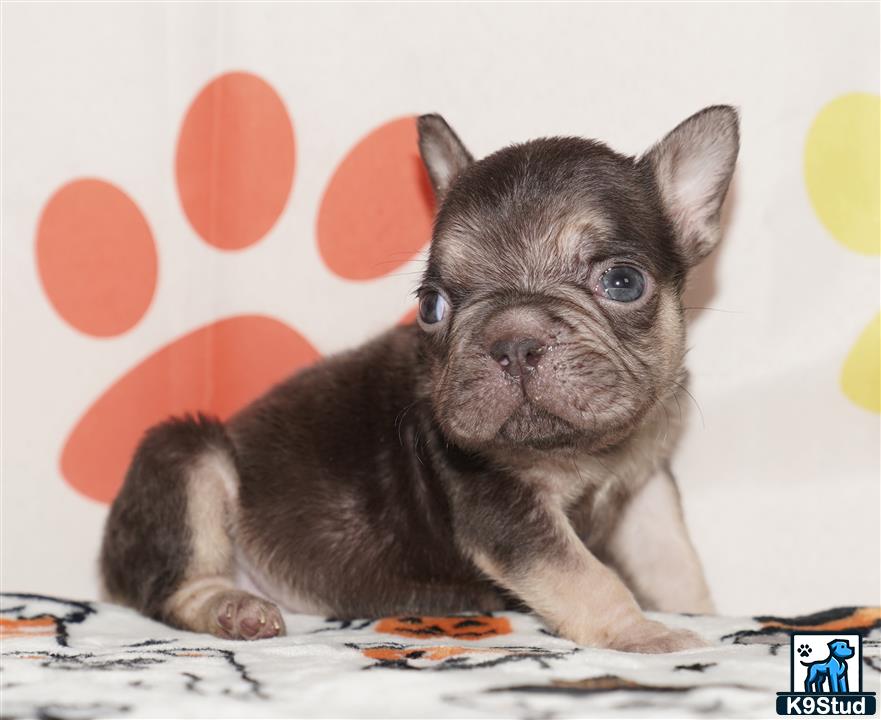 French Bulldog